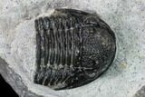 Two Detailed Gerastos Trilobite Fossils - Morocco #164740-2